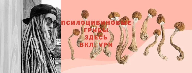 где продают наркотики  Семилуки  Галлюциногенные грибы MAGIC MUSHROOMS 